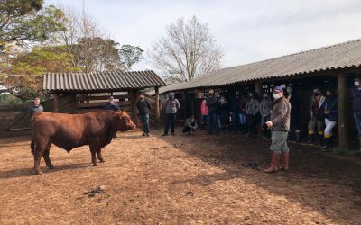 Dia de campo reforça ganhos da integração lavoura-pecuária na Cabanha Soldera