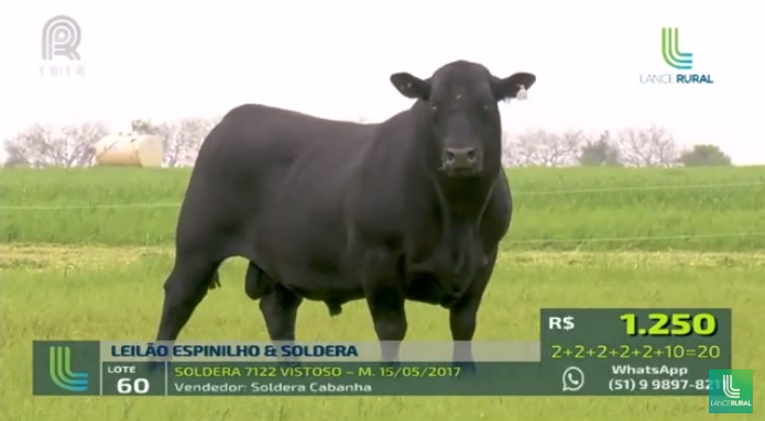 Leilão Espinilho & Soldera vende touro Angus para São Paulo