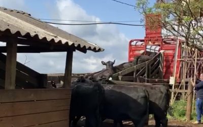 Cabanha Soldera parte para a Expointer 2021