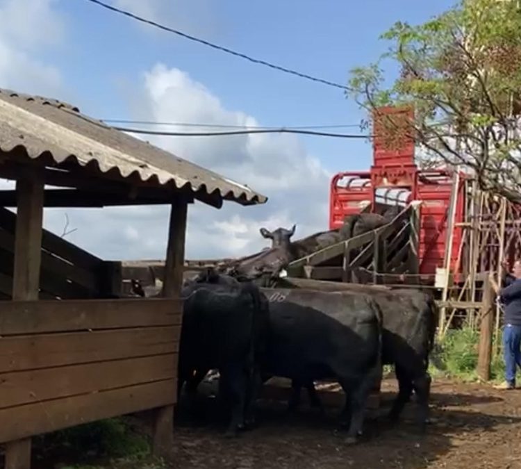 Cabanha Soldera parte para a Expointer 2021