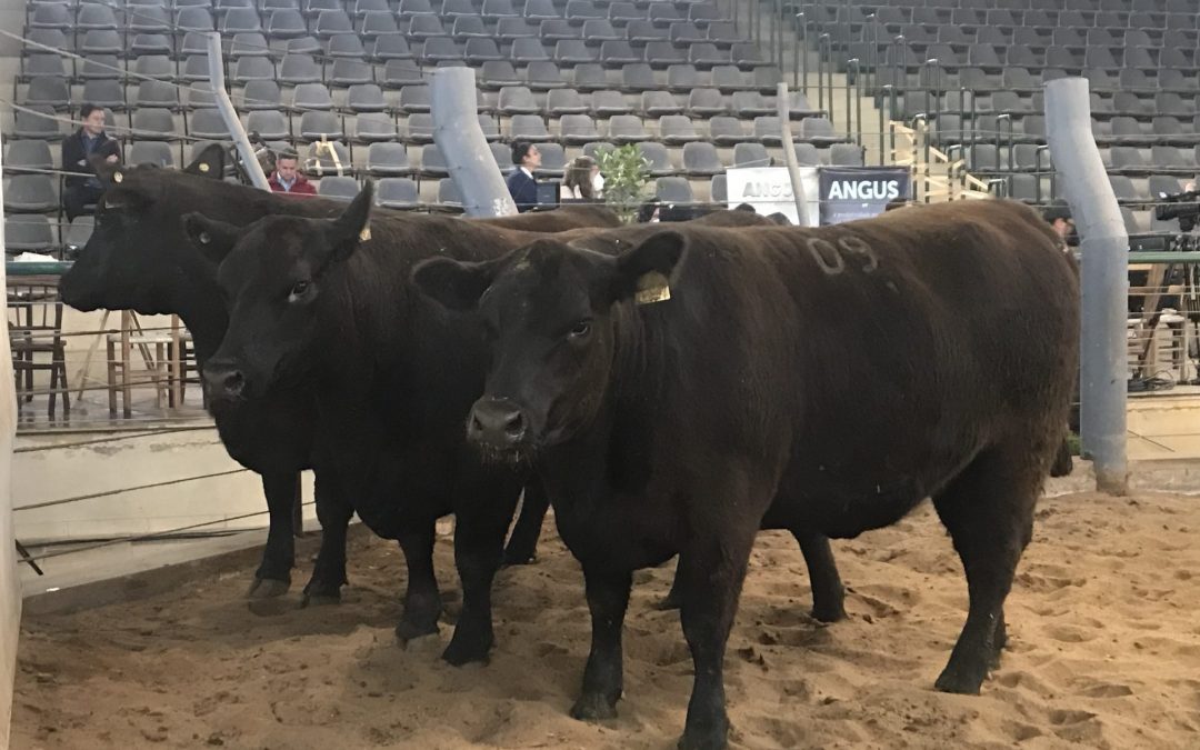 Soldera leva para casa grandes títulos nos rústicos Angus