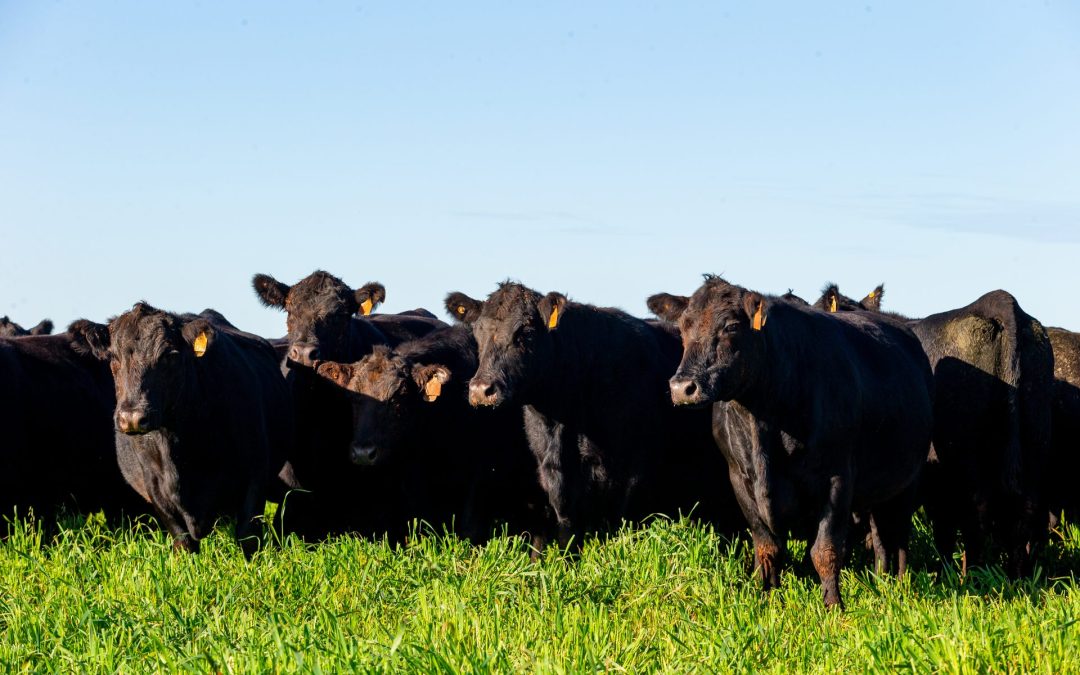 Grupo Soldera está entre os maiores vendedores de reprodutores taurinos do Brasil