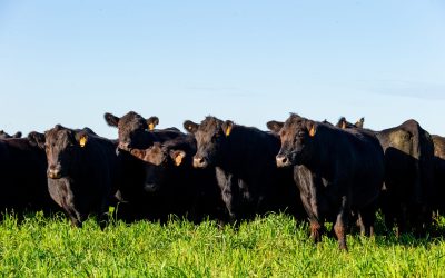 Grupo Soldera está entre os maiores vendedores de reprodutores taurinos do Brasil