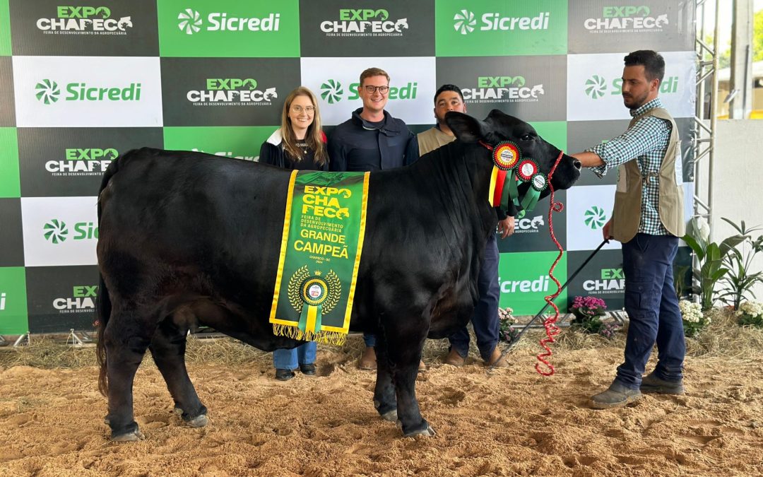 Propriedades gaúchas vencem grande campeonato Brangus em Santa Catarina