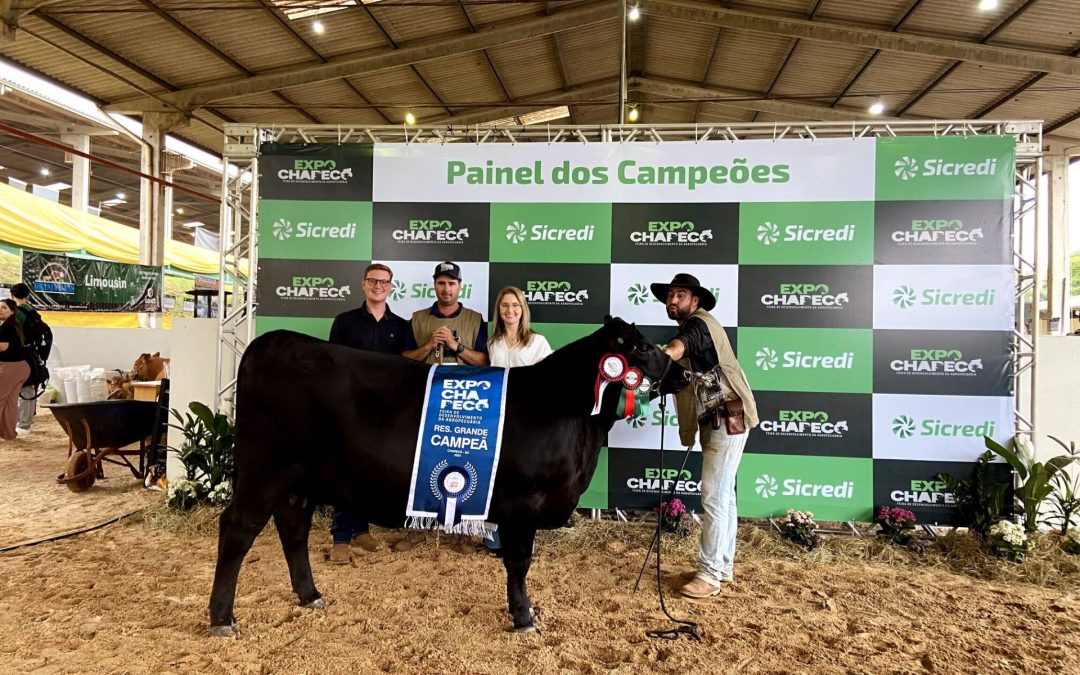 Genética Angus do Grupo Soldera é consagrada na pista da Expo Chapecó