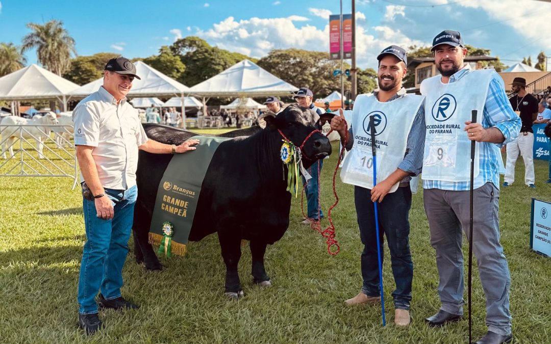 Vaca vence na ExpoLondrina e conquista grandes campeonatos em RS, SC e PR