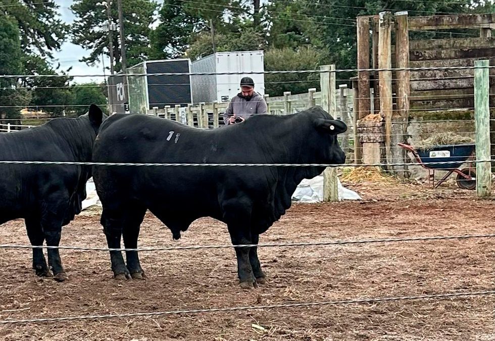 Grupo Soldera vence grandes títulos nas raças Angus e Brangus na Expo Campos (SC)