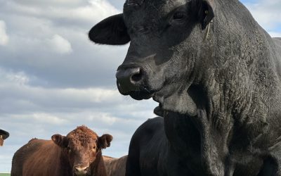 Grupo Soldera vai às pistas da Expoutono com exemplares da raça Angus e Brangus