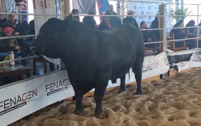 Touro Soldera é Reservado de Grande Campeão da Fenagen