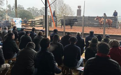 Dia de campo destaca avanço da genética Angus e Brangus