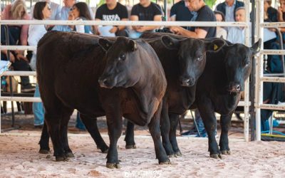 Cabanha Soldera leva prêmios Angus e Brangus em Chapecó