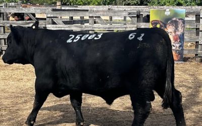 Soldera conquista Grande Campeonato Angus Individual