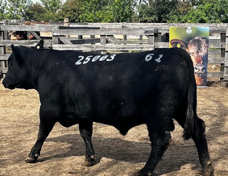 Soldera conquista Grande Campeonato Angus Individual