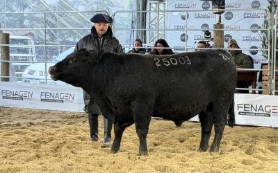 Soldera leva Grandes Campeonatos nos machos Angus da Fenagen